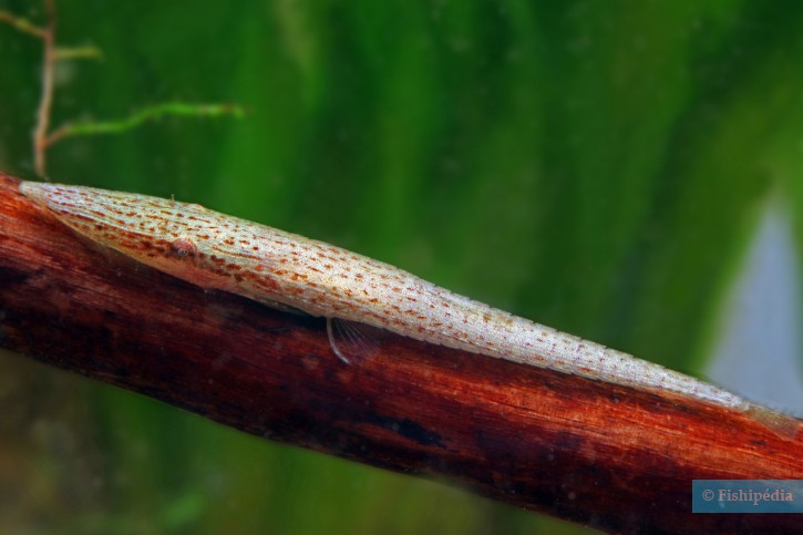 Acestridium dichromum - stick catfish