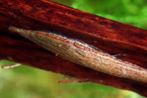 Acestridium dichromum