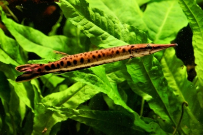 Espèce : Boulengerella maculata