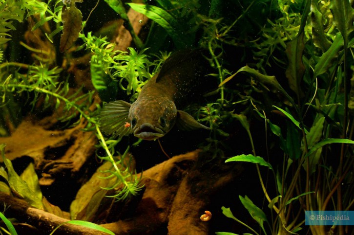 Channa asiatica - small snakehead