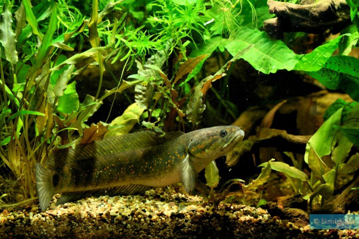 Channa asiatica - small snakehead