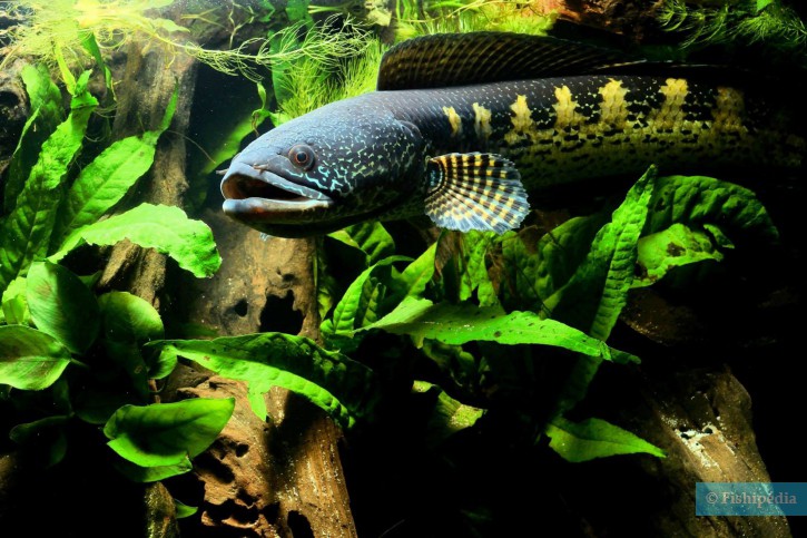 Channa aurantimaculata - goldspotted snakehead