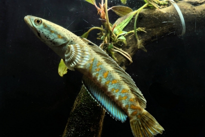 Colored snakehead Channidae