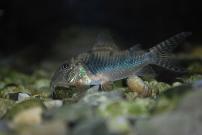 Corydoras aurofrenatus Callichthyidae