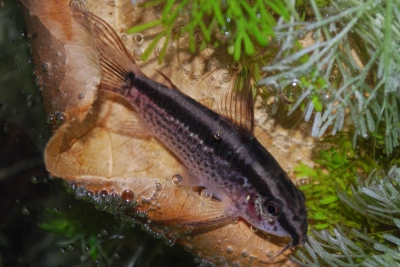 Corydoras gracilis Callichthyidae