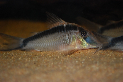 Corydoras narcissus Callichthyidae