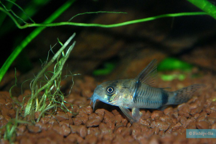 Corydoras reynoldsi