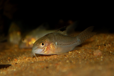 Corydoras sp. C136 Callichthyidae