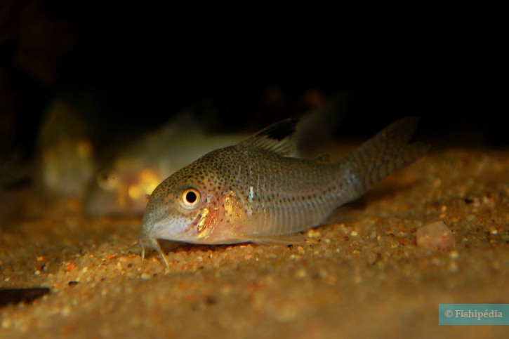 Corydoras sp. C136