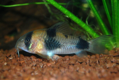 Corydoras weitzmani Callichthyidae