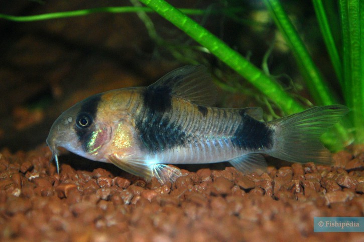 Corydoras weitzmani