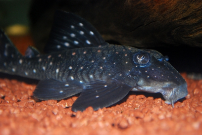 Hypancistrus inspector Loricariidae