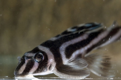 poisson-zèbre Loricariidae