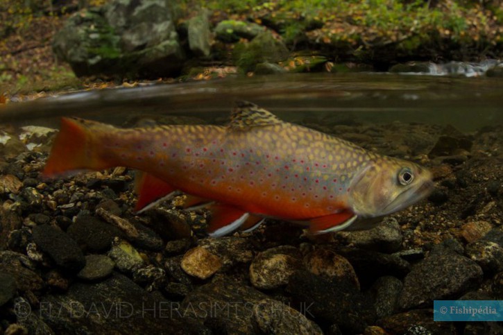 photographie - David Herasimtschuk