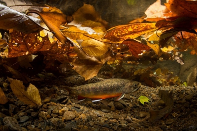 Salvelinus fontinalis Salmonidae