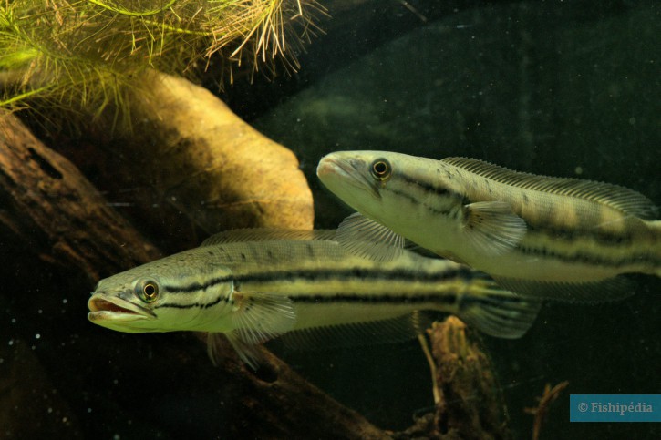 Channa diplogramma - Malabar snakehead