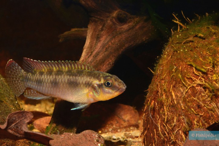 Congochromis sabinae