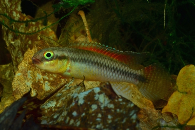 Congochromis dimidiatus Cichlidae
