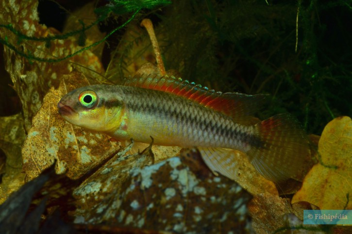 Congochromis dimidiatus