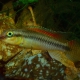picture of Congochromis dimidiatus