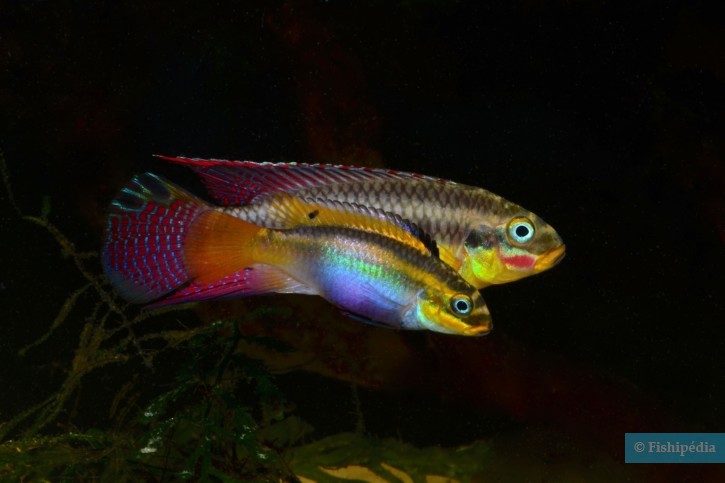 Pelvicachromis kribensis