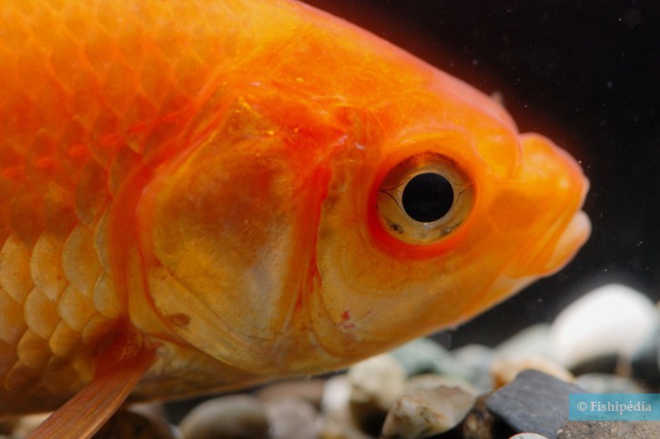 Carassius auratus - goldfish