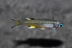 Pseudomugil signifer