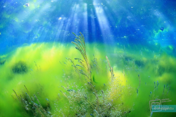 « Eaux douces des Alpes », en route vers les profondeurs alpines
