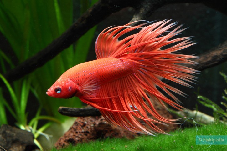 Betta splendens - Siamese fighting fish