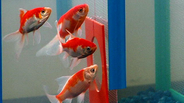 Le poisson rouge aurait-il une mémoire d’éléphant ?