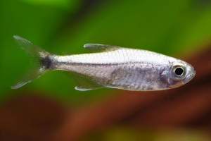 Hemigrammus rodwayi