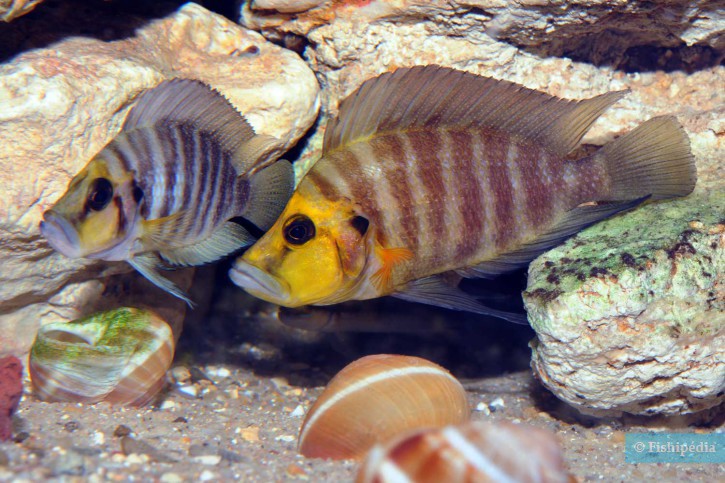 photographie - Benoit Jonas