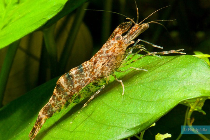 photographie - Chris Lukhaup - Caridea