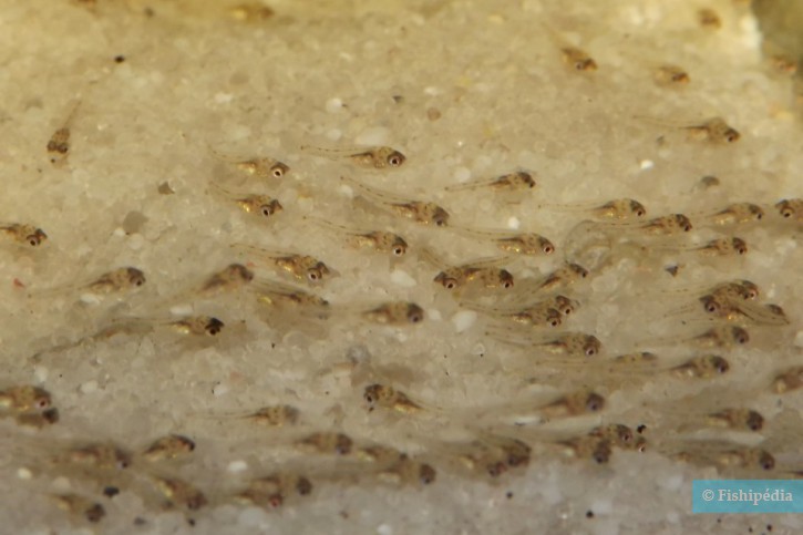 Biotoecus opercularis