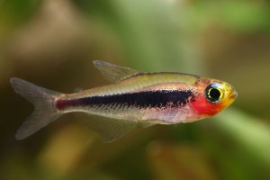 Tucanoichthys tucano