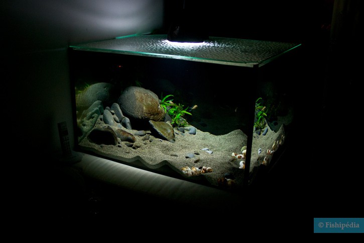 Une introduction au monde de l’aquarium