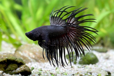 Espèce : Siamese fighting fish