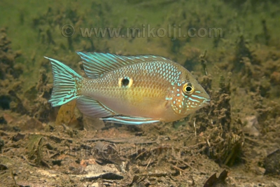 Biotodoma wavrini Cichlidae