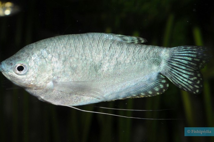 Trichopodus trichopterus - three spot gourami