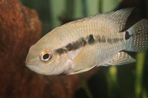 Cichlasoma bimaculatum