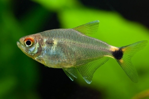 Hemigrammus ocellifer