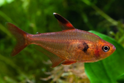 fantôme rouge Characidae