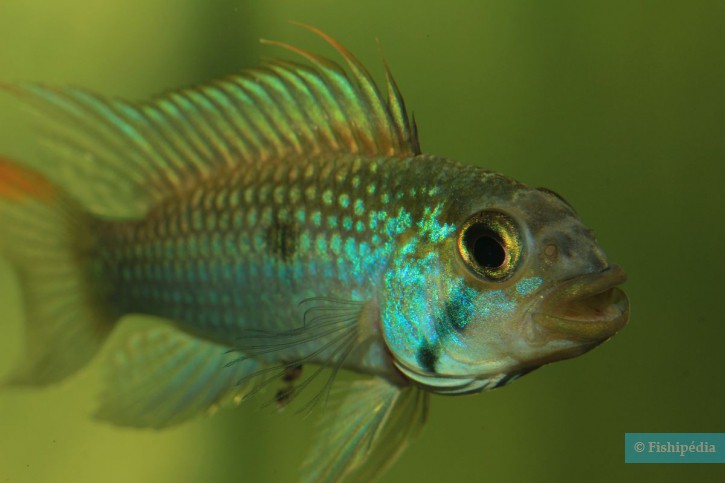 Apistogramma sp. "jurua" II