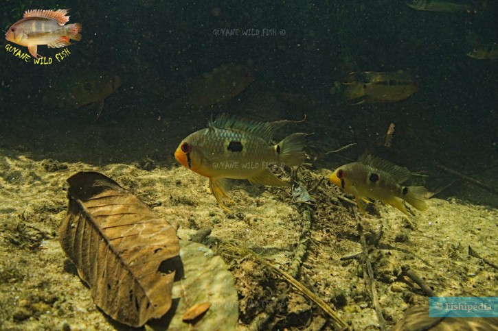 photographie - Grégory Quartarollo - Guianafish Ornamental