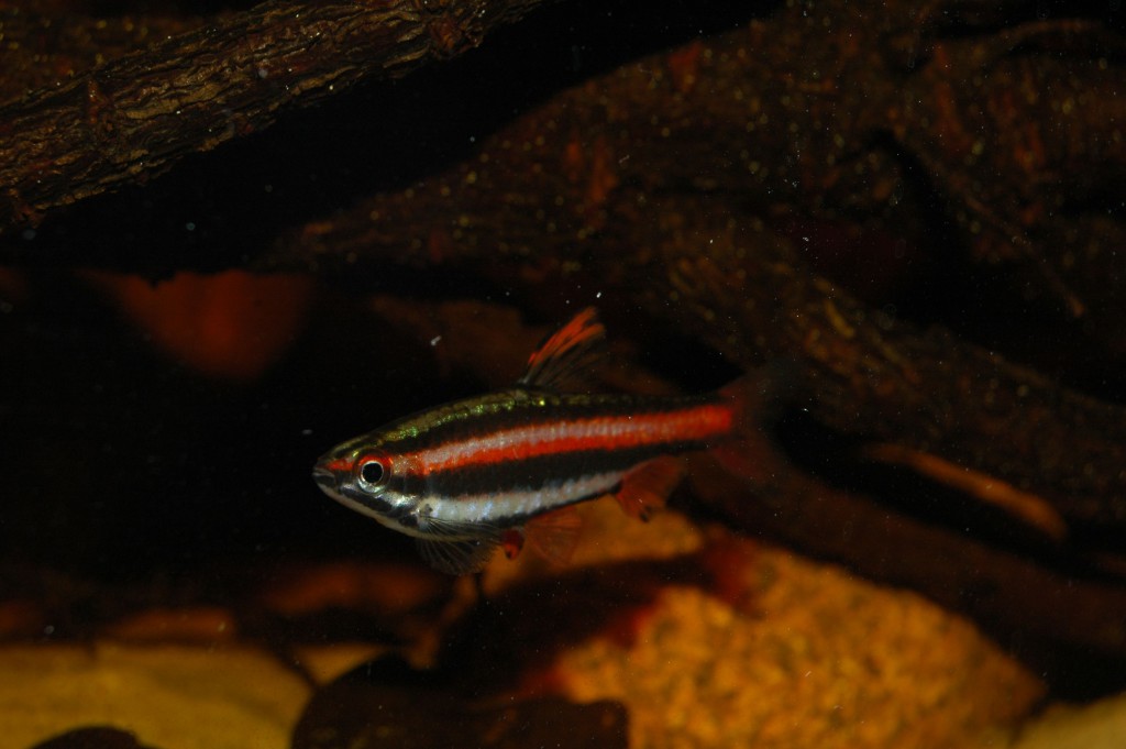 Nannostomus mortenthaleri - Piotr Stolc