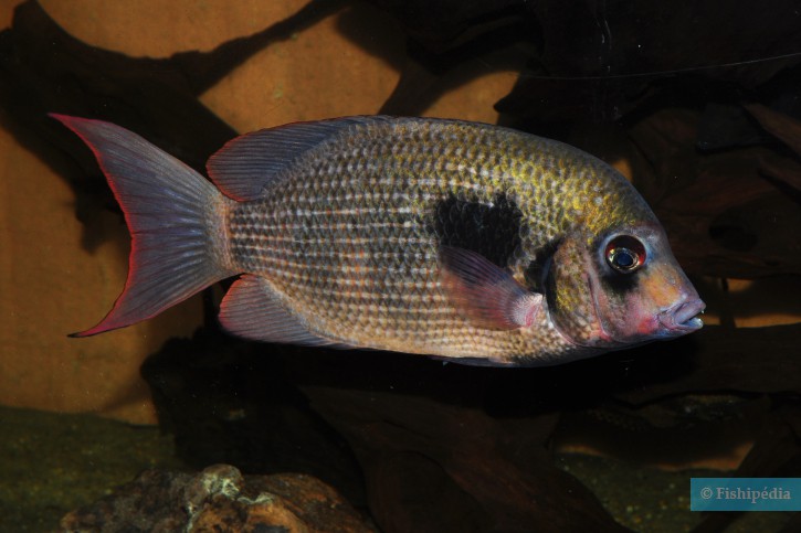 Paretroplus maculatus