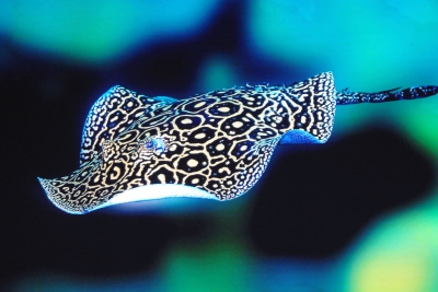 Potamotrygon jabuti Espèce : Potamotrygon jabuti