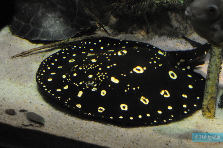 Potamotrygon henlei