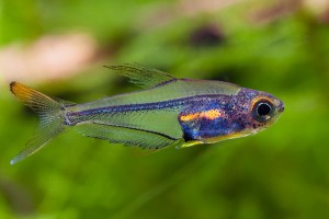 Trochilocharax ornatus