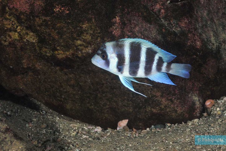 Cyphotilapia gibberosa